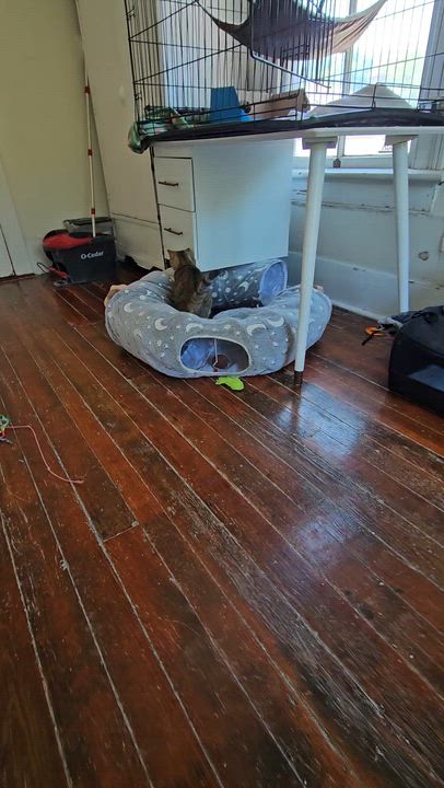 Enlarge Fiona, a ADOPTABLE Tabby in Wilmington, NC video 5/5