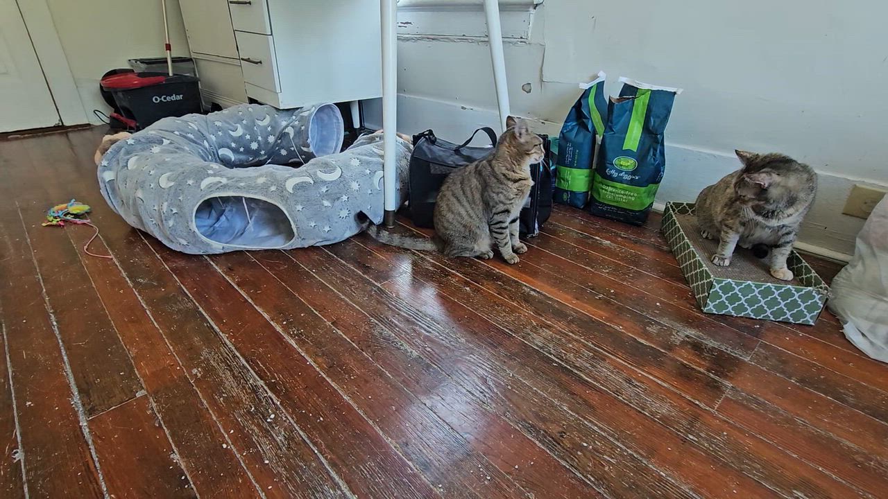 Enlarge Fiona, a ADOPTABLE Tabby in Wilmington, NC video 4/5