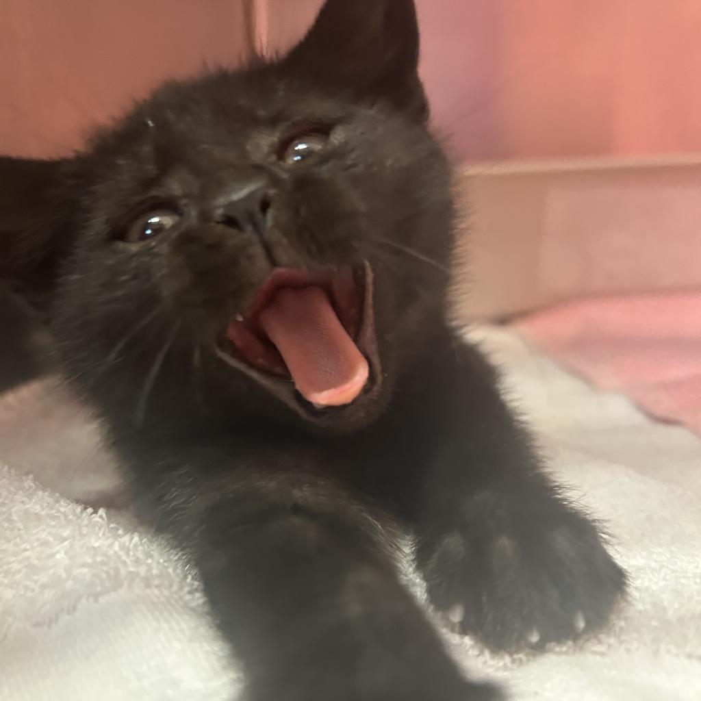 Tonic, a Adoptable Domestic Short Hair in Lindenwold, NJ image 1/2