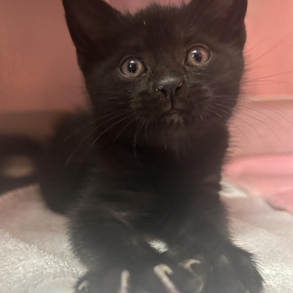 Tonic, a Adoptable Domestic Short Hair in Lindenwold, NJ image 2/2