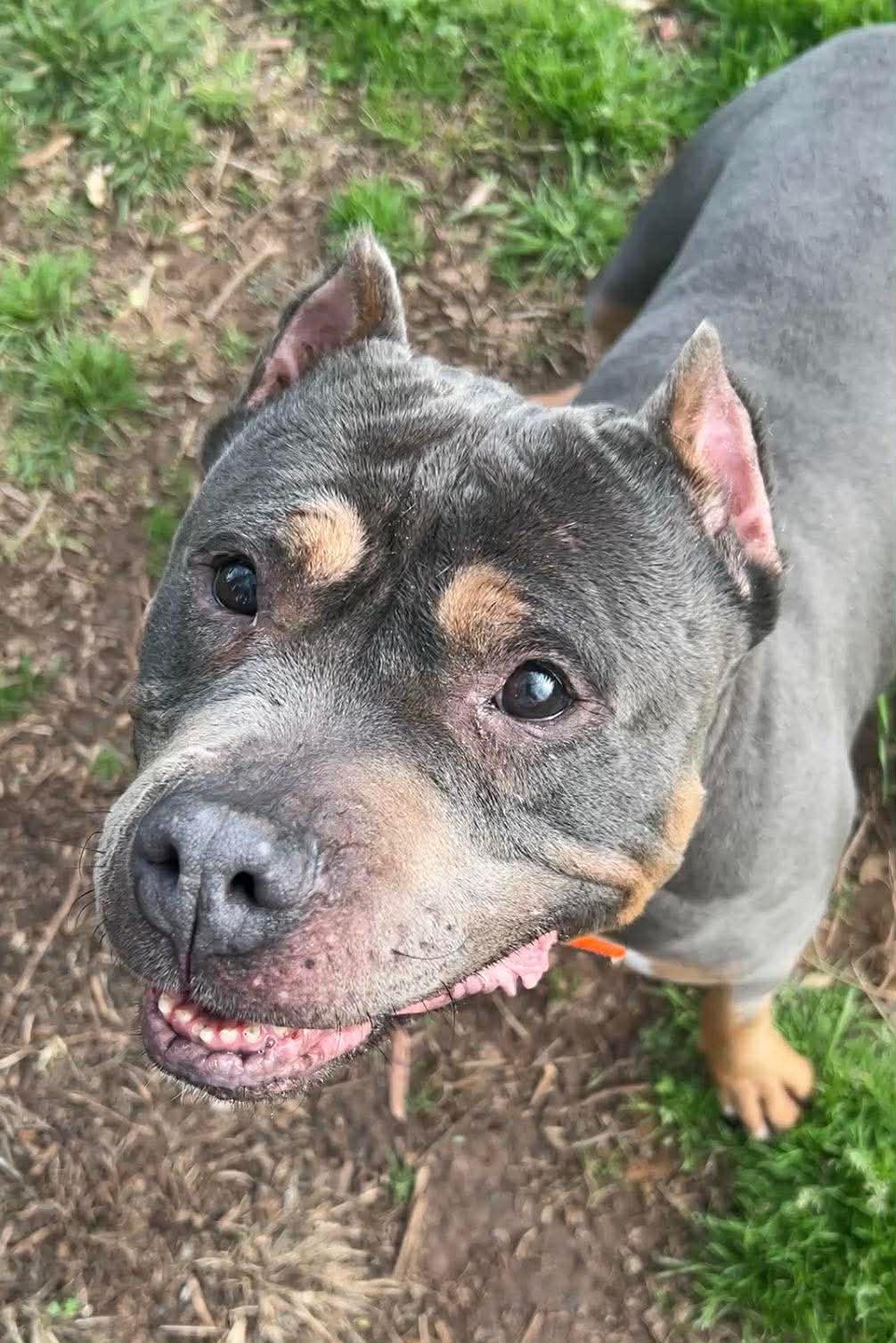 Enlarge Princess, a ADOPTABLE Mixed Breed in Lancaster, SC image 1/1