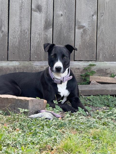 PENNY LANE, Adoptable, Young Female Pointer & Mixed Breed.