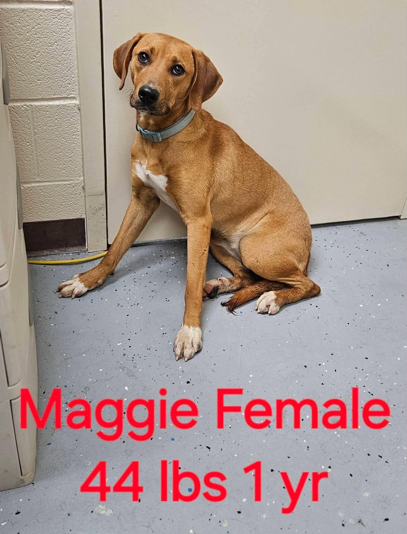 Maggie, ADOPTABLE, Puppy Female Redbone Coonhound & Labrador Retriever.