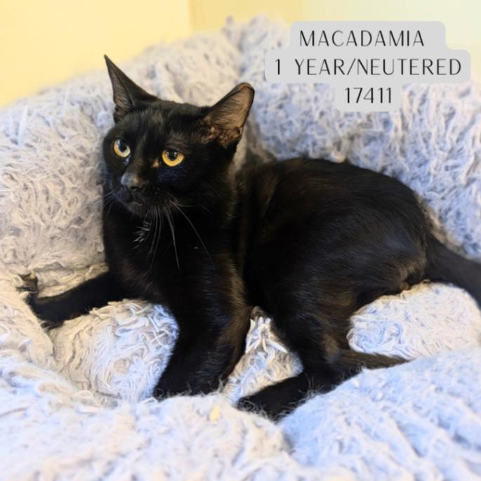 Macadamia, Adoptable, Adult Male Domestic Short Hair.