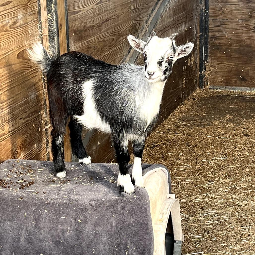 Tater, Adoptable, Young Female Nigerian Dwarf.