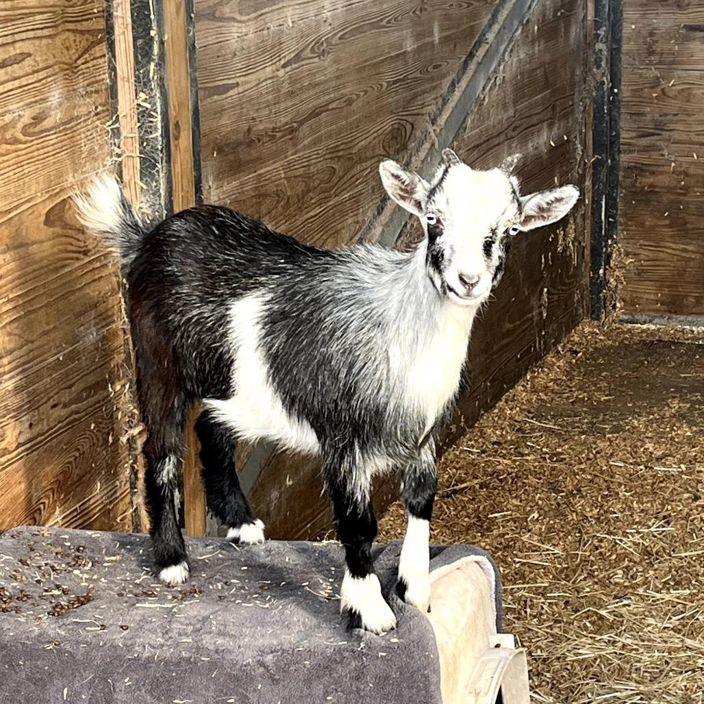 Enlarge Tater, a Adoptable Nigerian Dwarf in Waggaman, LA image 2/2