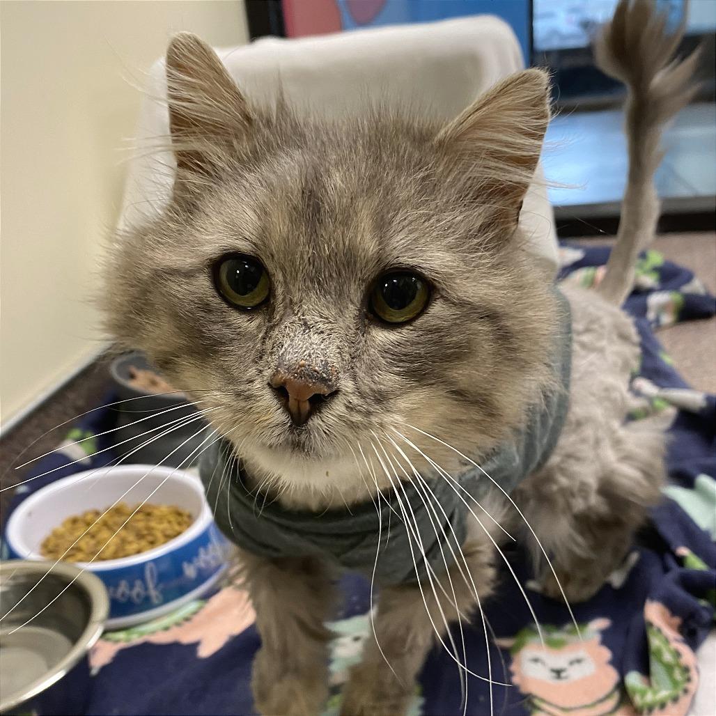 Luke, Adoptable, Senior Male Domestic Medium Hair.