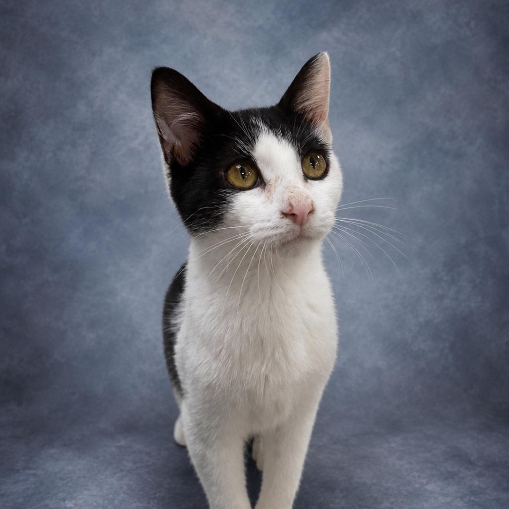 Baby Moo Moo, Adoptable, Young Male Domestic Short Hair.