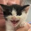 Enlarge Baby Moo Moo, a Adoptable Domestic Short Hair in Donalsonville, GA image 2/2