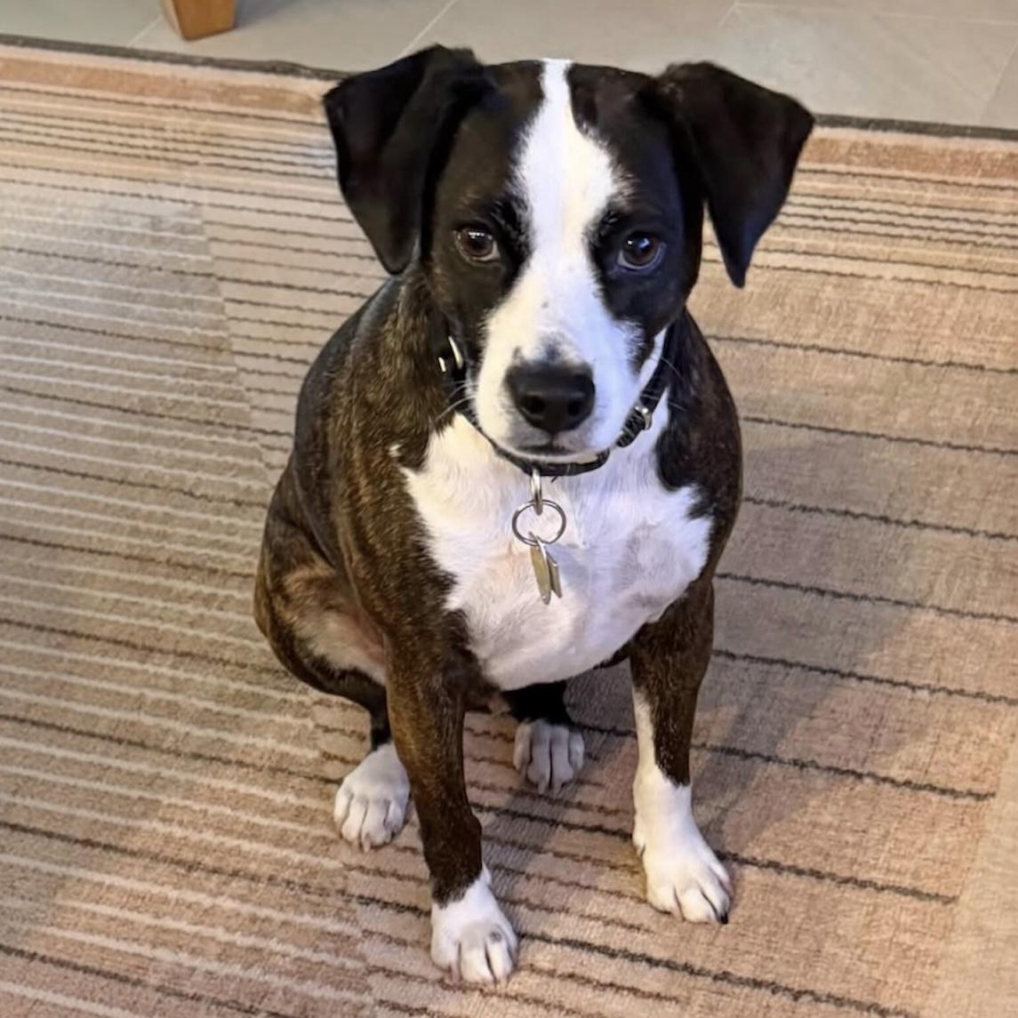 Enlarge .Rocky, a Adoptable mixed breed in Hillsborough, NJ image 1/2