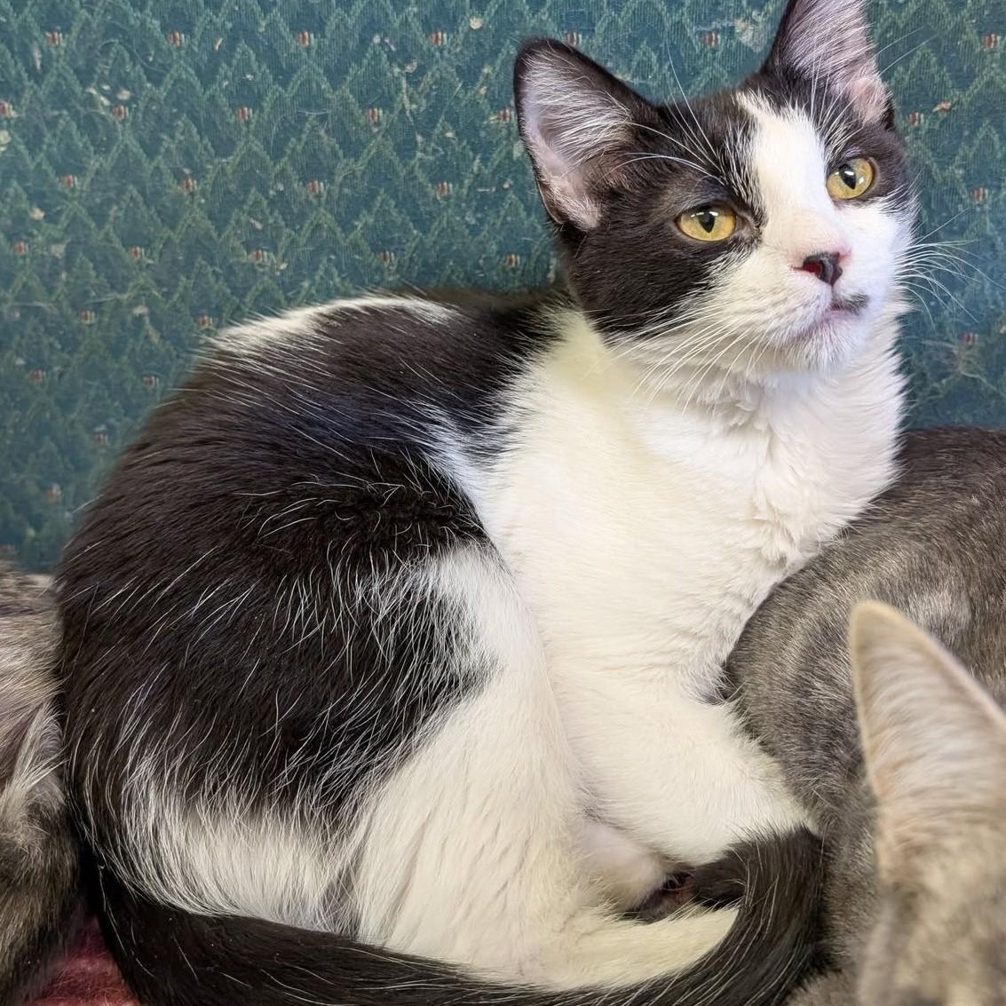 Button, Adoptable, Young Male Tuxedo.