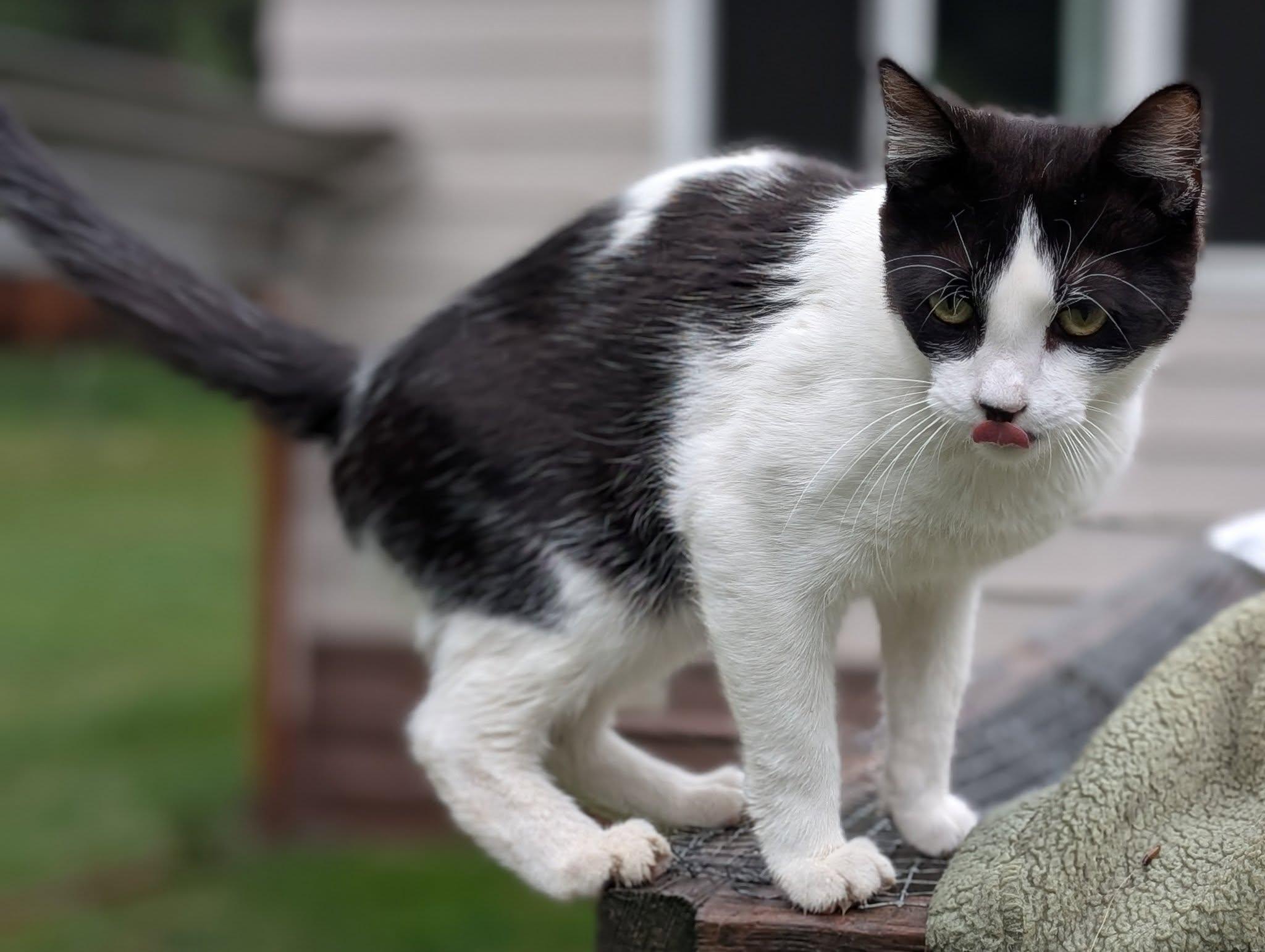Button, an adoptable Tuxedo in Libby, MT, 59923 | Photo Image 2