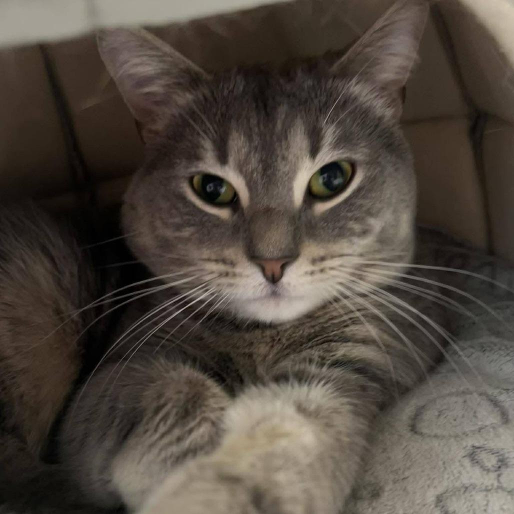 Enlarge Boo-rrito, a Adoptable Domestic Short Hair in Middletown, OH image 1/4