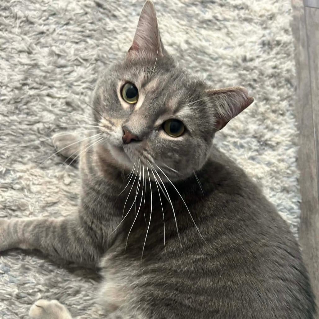 Enlarge Boo-rrito, a Adoptable Domestic Short Hair in Middletown, OH image 3/4