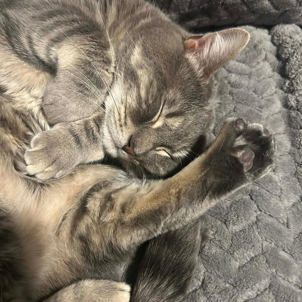 Enlarge Boo-rrito, a Adoptable Domestic Short Hair in Middletown, OH image 4/4