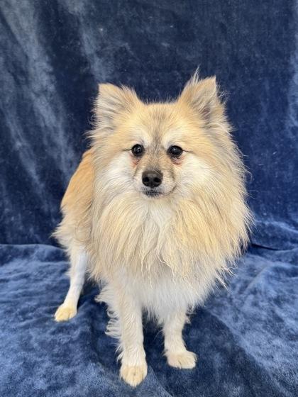 Enlarge Gizmo, a ADOPTABLE mixed breed in Buffalo, MN image 1/1