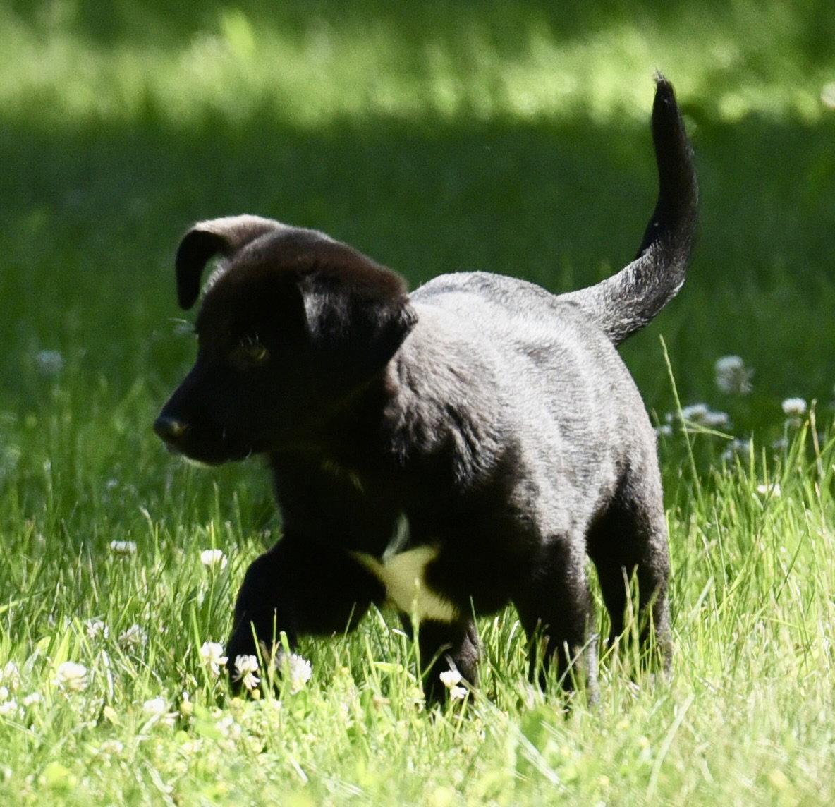 Nikita, Adoptable, Puppy Female Labrador Retriever & German Shepherd Dog.