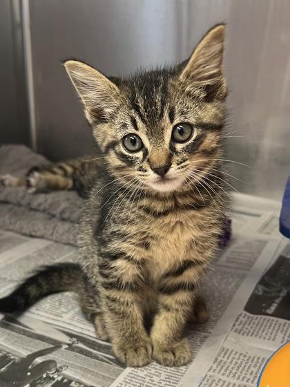 Max, Adoptable, Kitten Male Domestic Short Hair & Domestic Short Hair.
