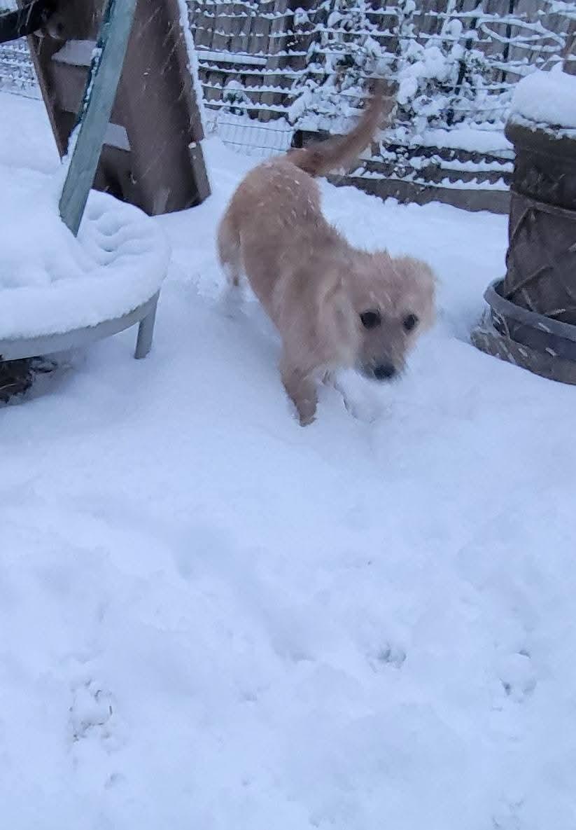 MISSY $425, a Adoptable mixed breed in Milwaukee, WI image 1/6