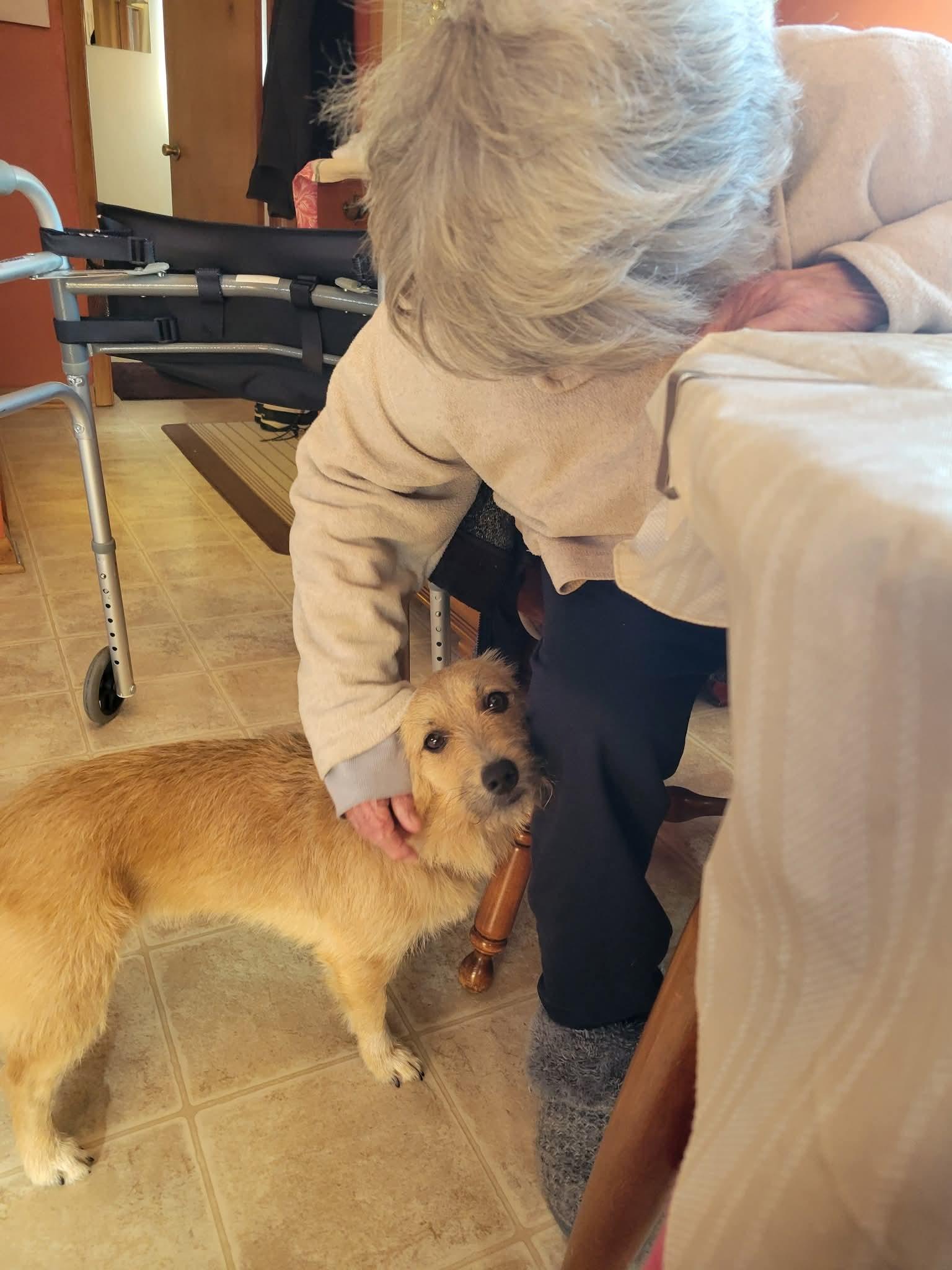 MISSY $425, a Adoptable mixed breed in Milwaukee, WI image 3/6