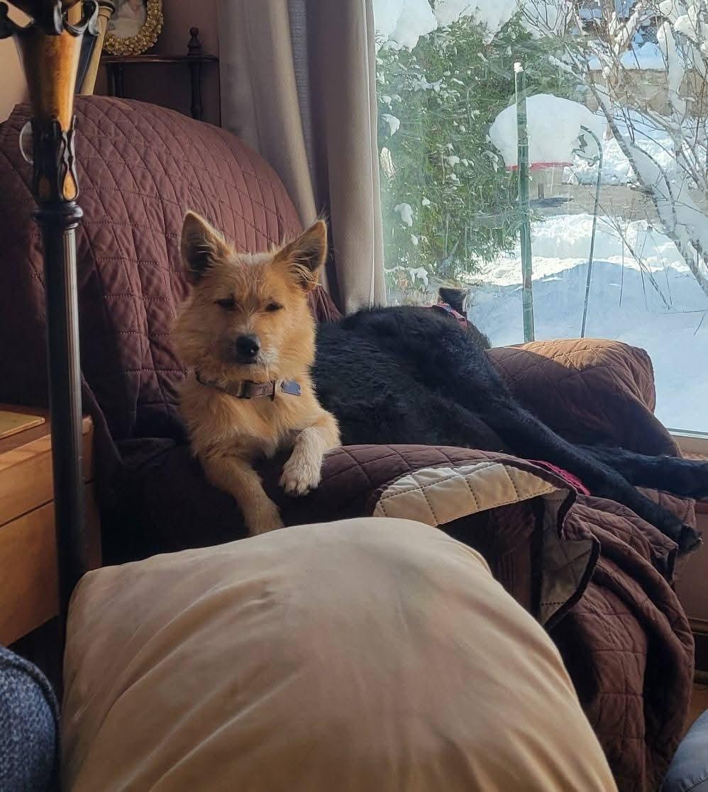 MISSY $425, a Adoptable mixed breed in Milwaukee, WI image 4/6