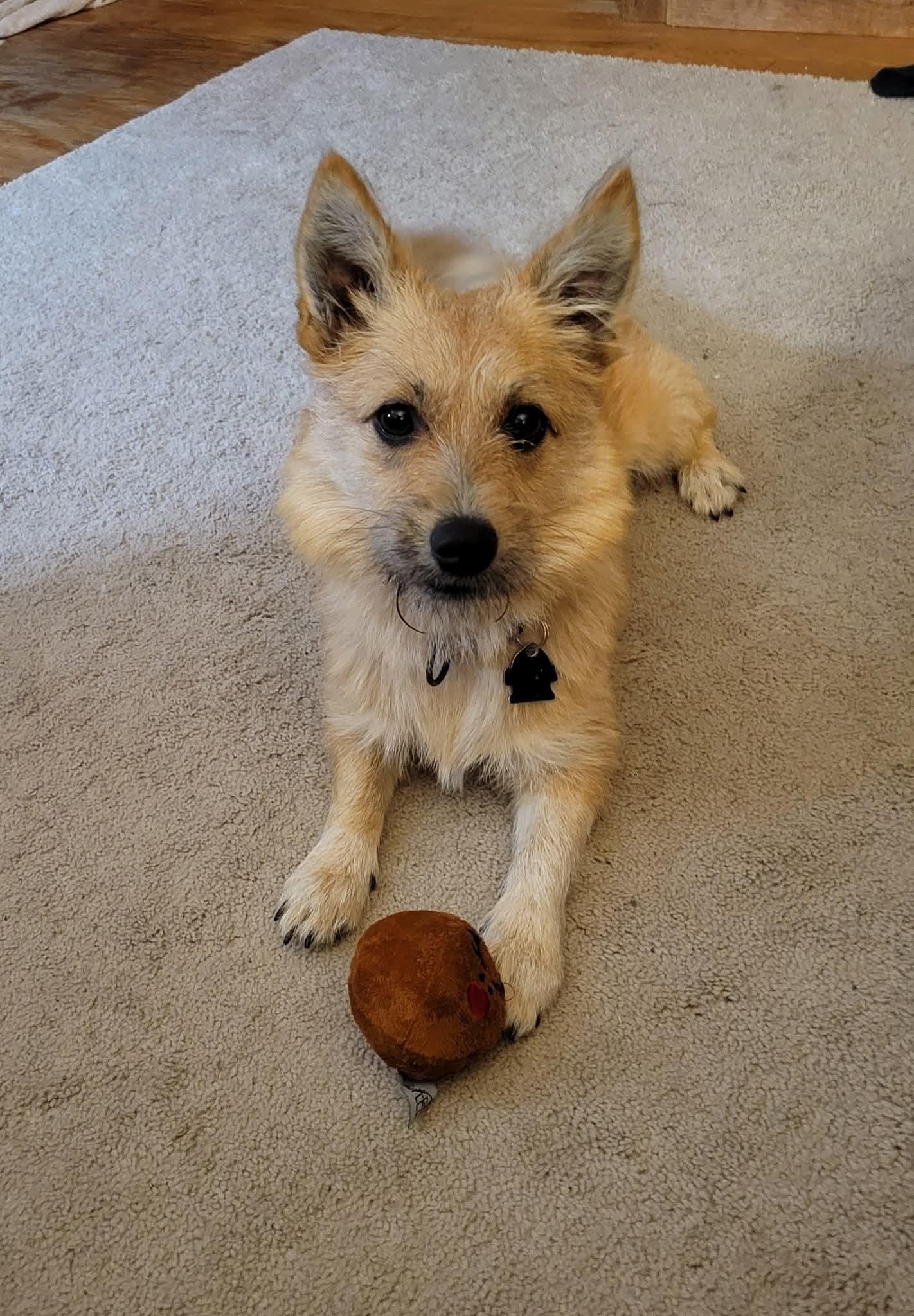 MISSY $425, a Adoptable mixed breed in Milwaukee, WI image 5/6