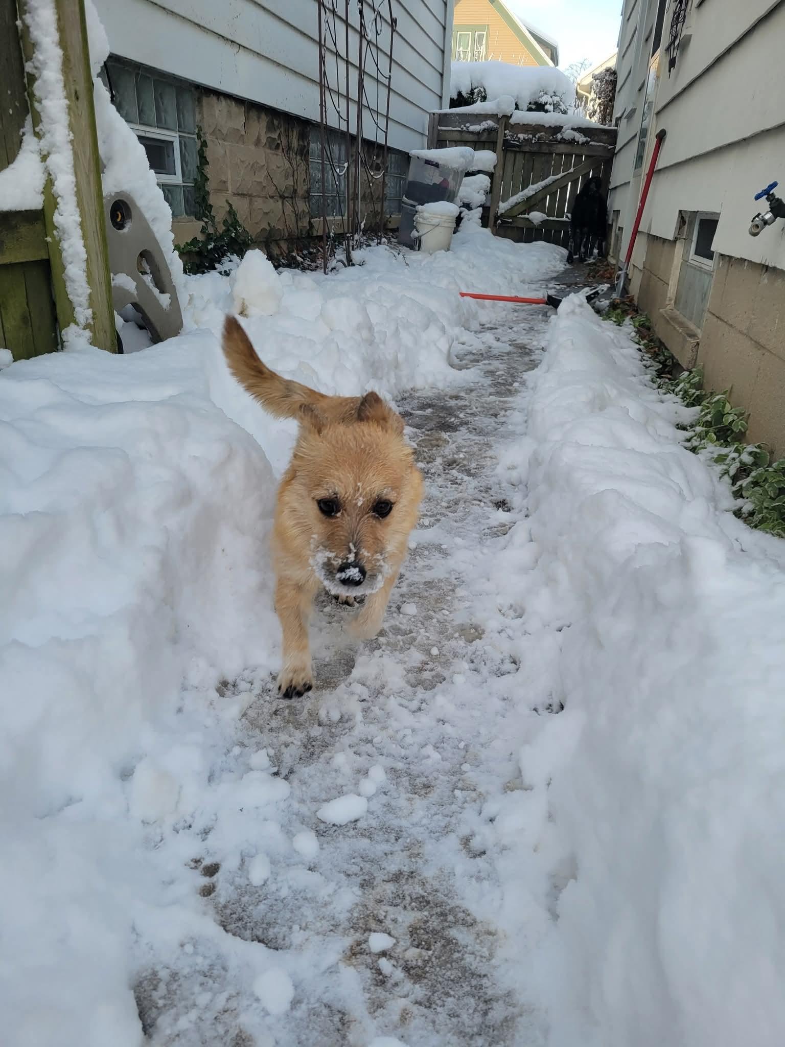 MISSY $425, a Adoptable mixed breed in Milwaukee, WI image 6/6