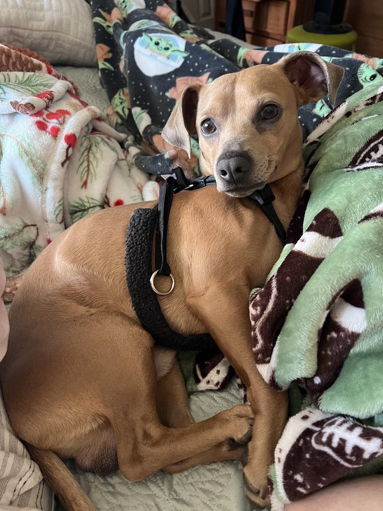 Enlarge George, a Adoptable mixed breed in Oakdale, CA image 1/1