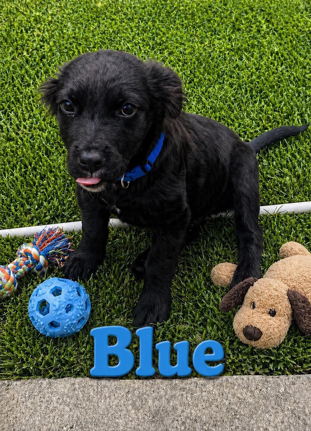 Enlarge Blue, an adopted mixed breed in Cherry Valley, MA image 3/6
