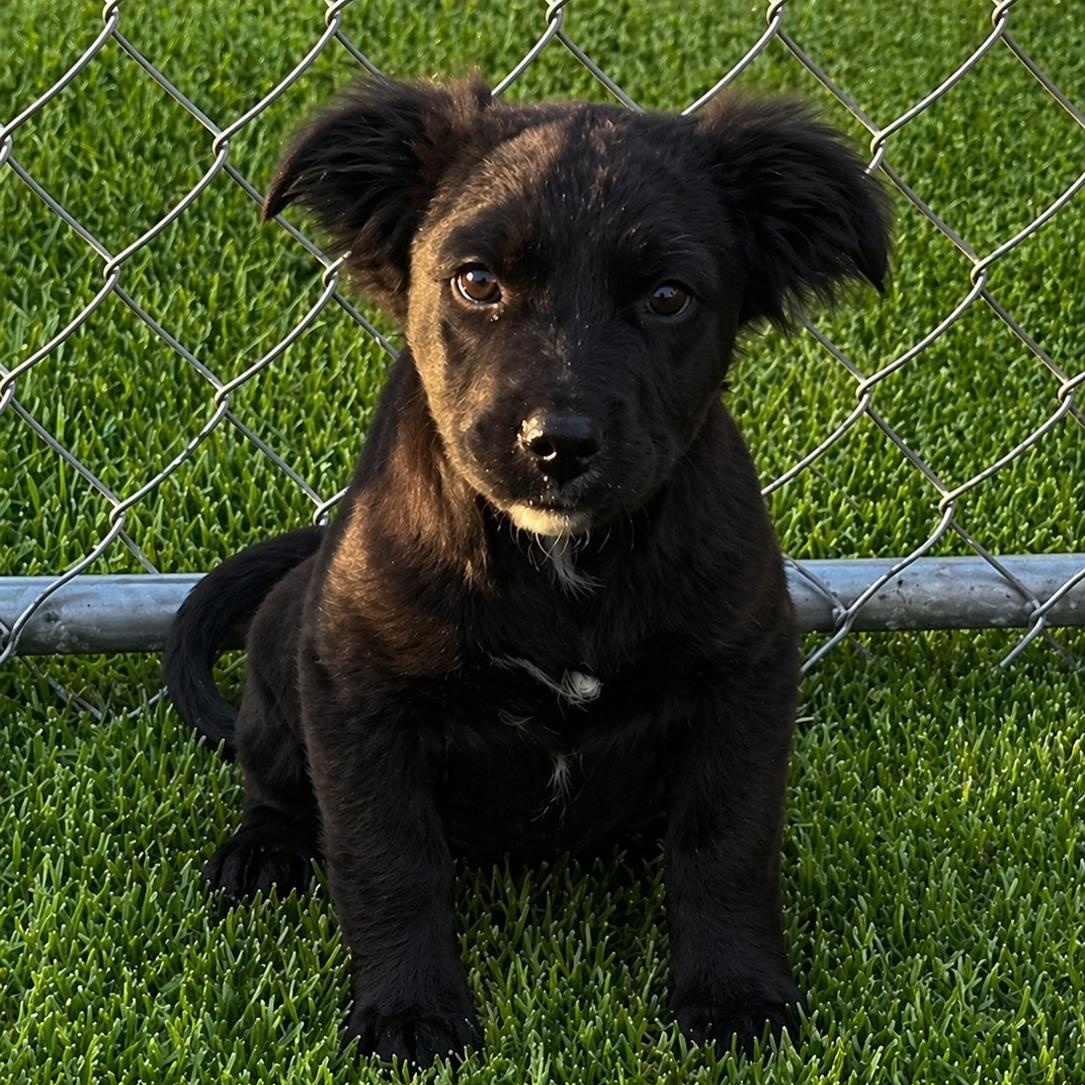 Enlarge Blue, an adopted mixed breed in Cherry Valley, MA image 2/6