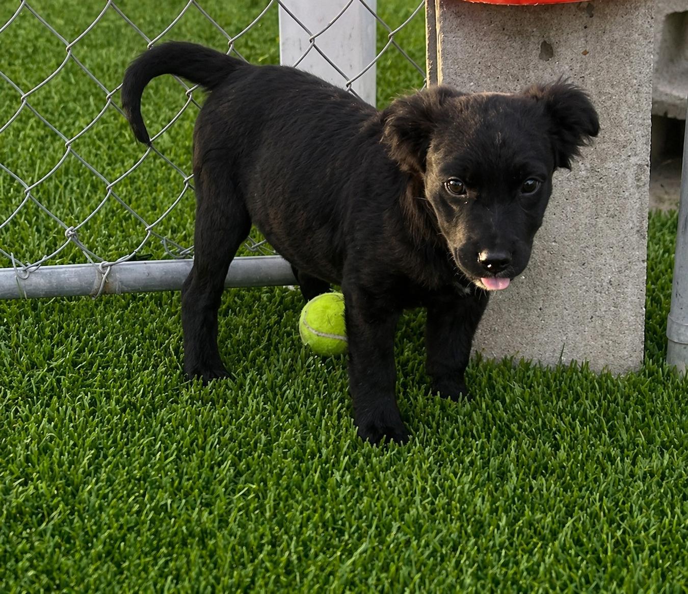 Enlarge Blue, an adopted mixed breed in Cherry Valley, MA image 4/6