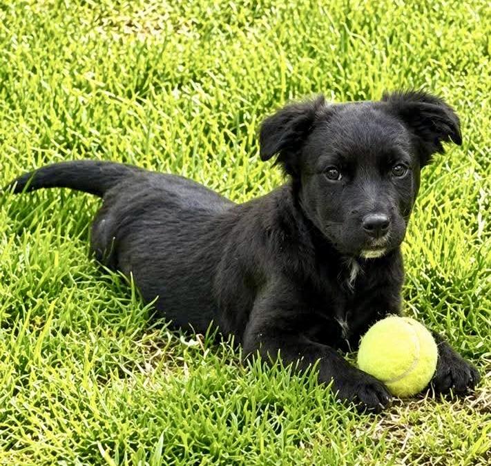 Enlarge Blue, an adopted mixed breed in Cherry Valley, MA image 1/6