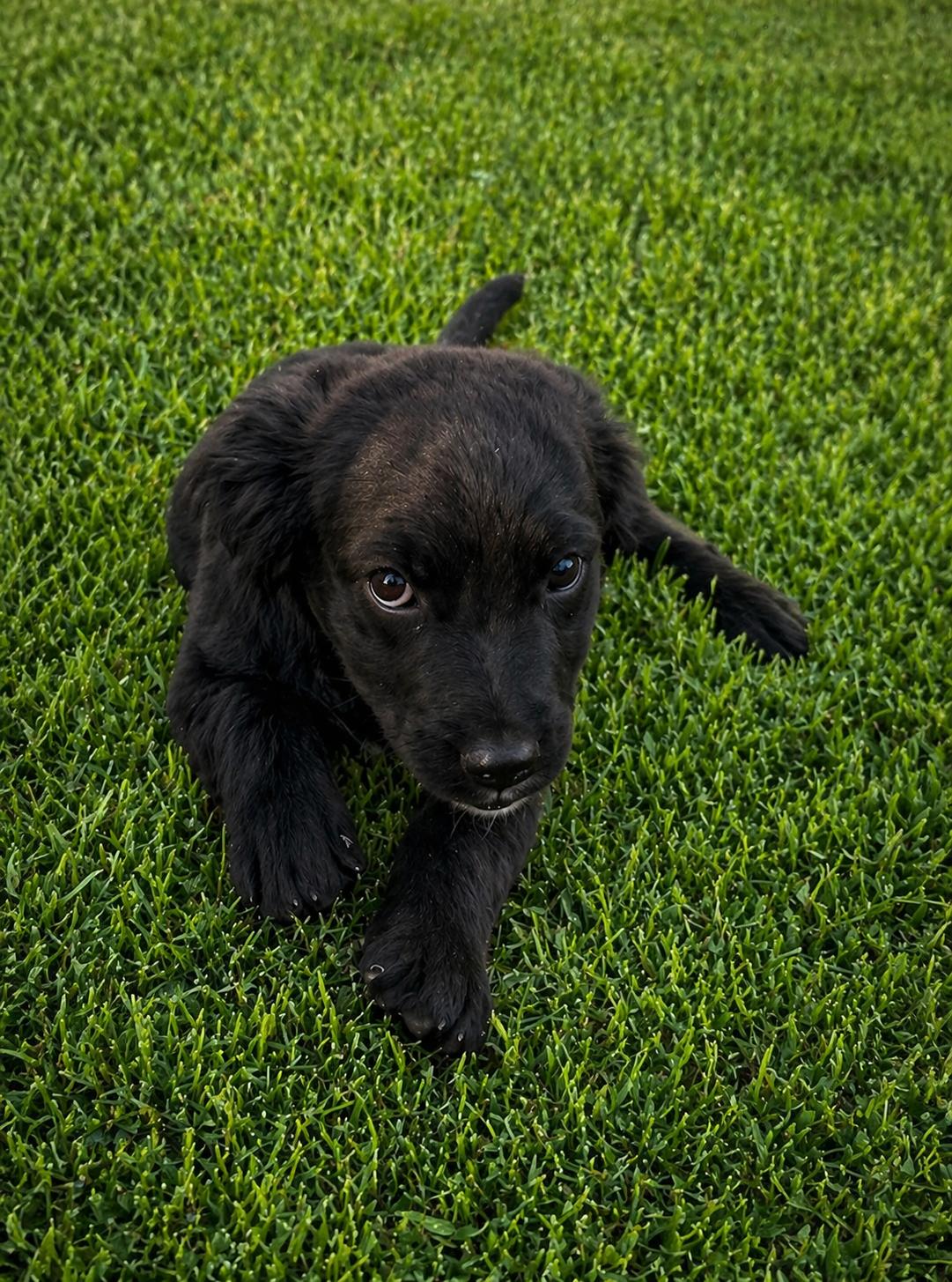 Enlarge Blue, an adopted mixed breed in Cherry Valley, MA image 5/6