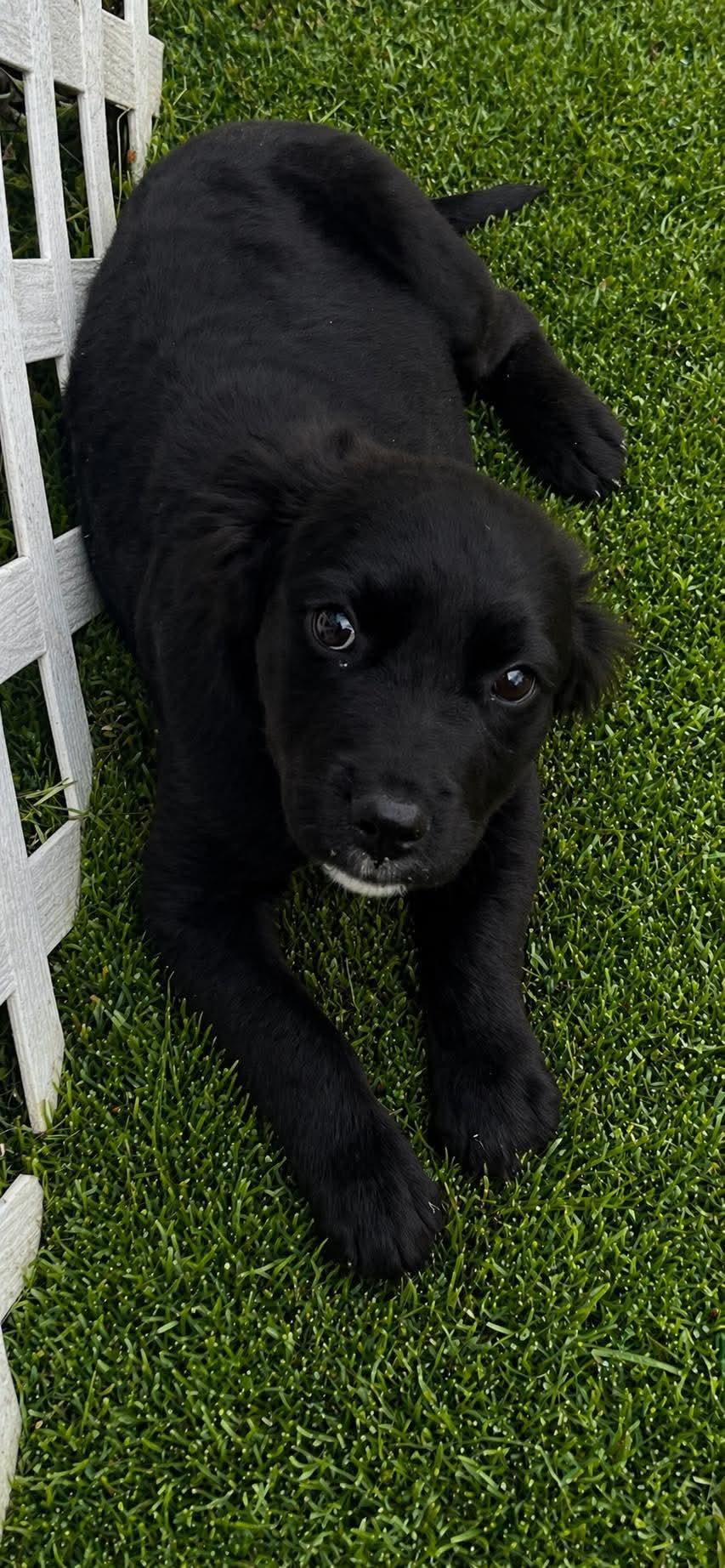 Enlarge Blue, an adopted mixed breed in Cherry Valley, MA image 6/6
