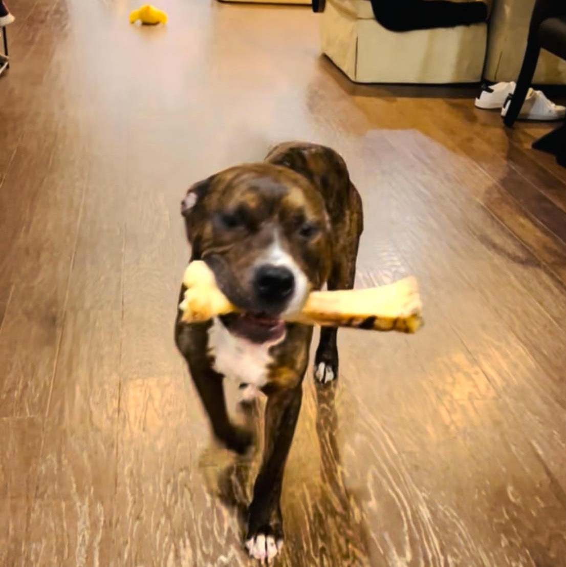 Ozzy — thumbnail 3