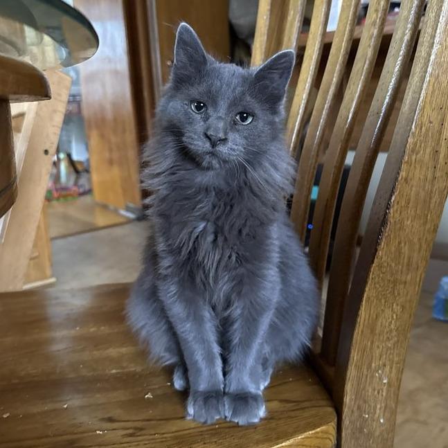 Enlarge Claude, a Adoptable Domestic Long Hair in Middleton, WI image 1/2