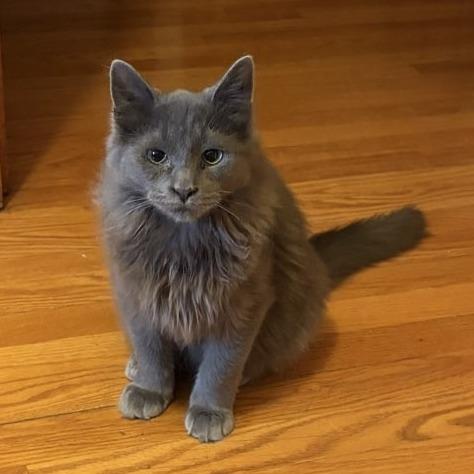 Enlarge Claude, a Adoptable Domestic Long Hair in Middleton, WI image 2/2