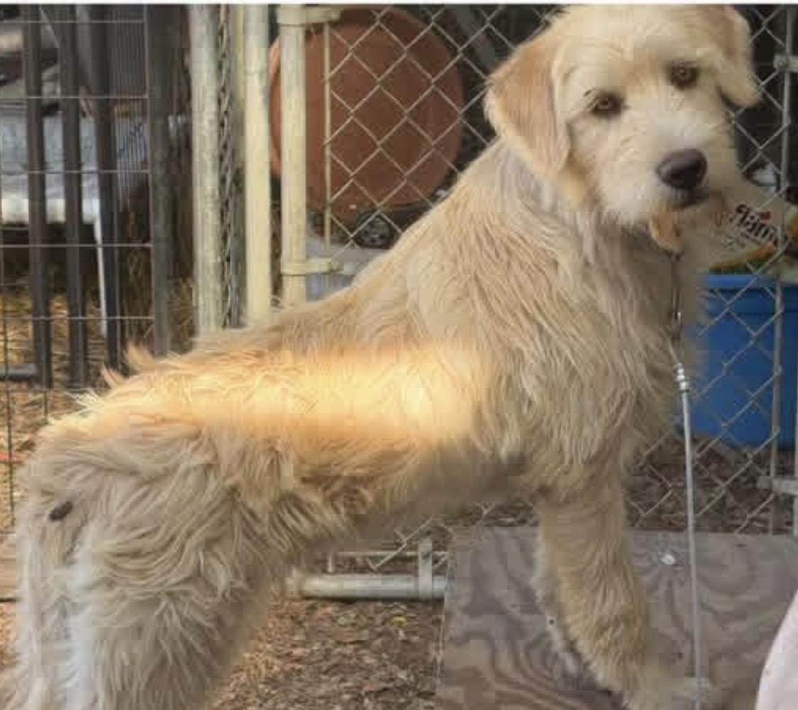 Enlarge Darla, a ADOPTABLE mixed breed in Santa Rosa, CA image 2/3