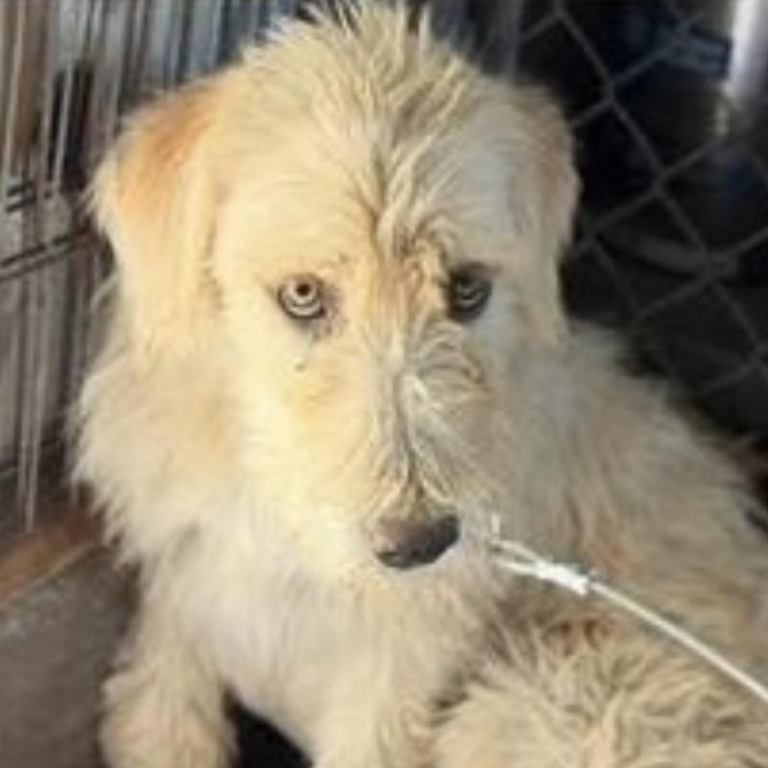 Enlarge Darla, a ADOPTABLE mixed breed in Santa Rosa, CA image 3/3