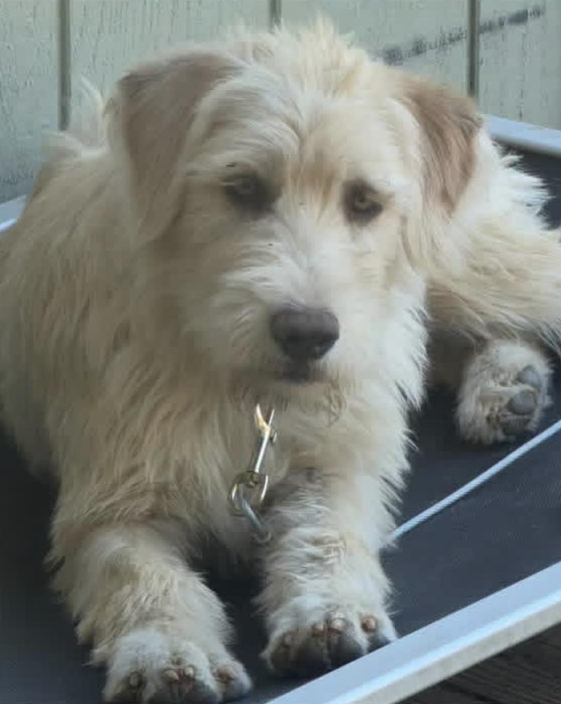 Enlarge Darla, a ADOPTABLE mixed breed in Santa Rosa, CA image 1/3