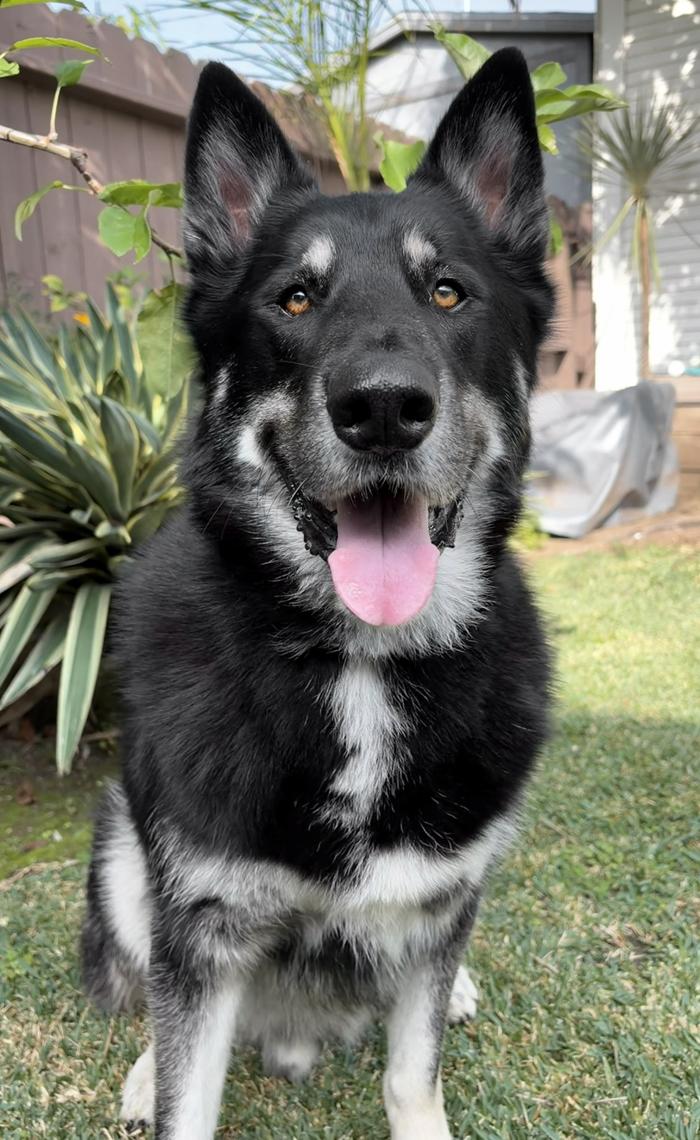 Leo von Parsons", ADOPTABLE, Young Male German Shepherd Dog & Husky.