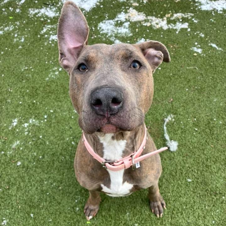 Delia, Adoptable, Adult Female Mixed Breed.