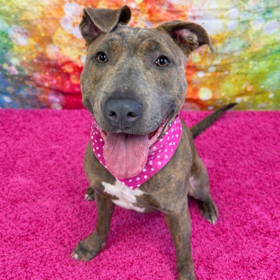 Delia, a Adoptable mixed breed in Binghamton, NY image 3/6