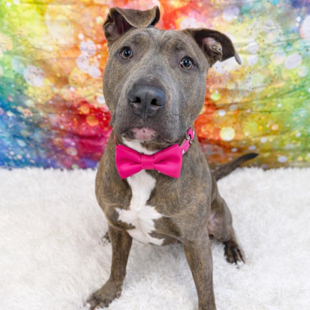 Delia, a Adoptable mixed breed in Binghamton, NY image 5/6