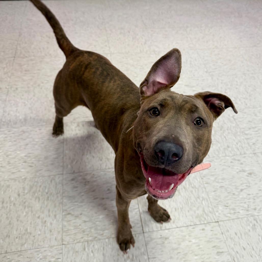 Delia, a Adoptable mixed breed in Binghamton, NY image 6/6