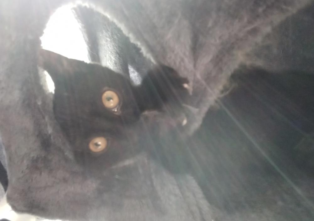 Enlarge Cryptids: Lochness (Nessie), a Adoptable Domestic Short Hair in Warren, CT image 4/6