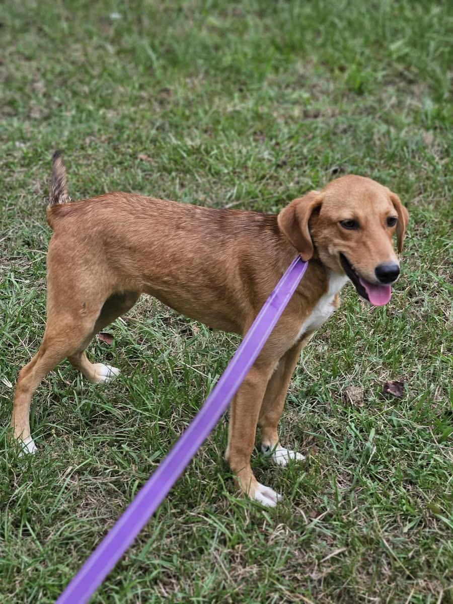 Enlarge HOPE (Keri in La.), a Adoptable mixed breed in Bethpage, NY image 1/1