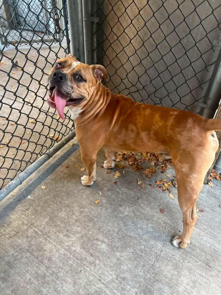 Enlarge Gavin, a Adoptable Pit Bull Terrier in Chicago, IL image 4/5