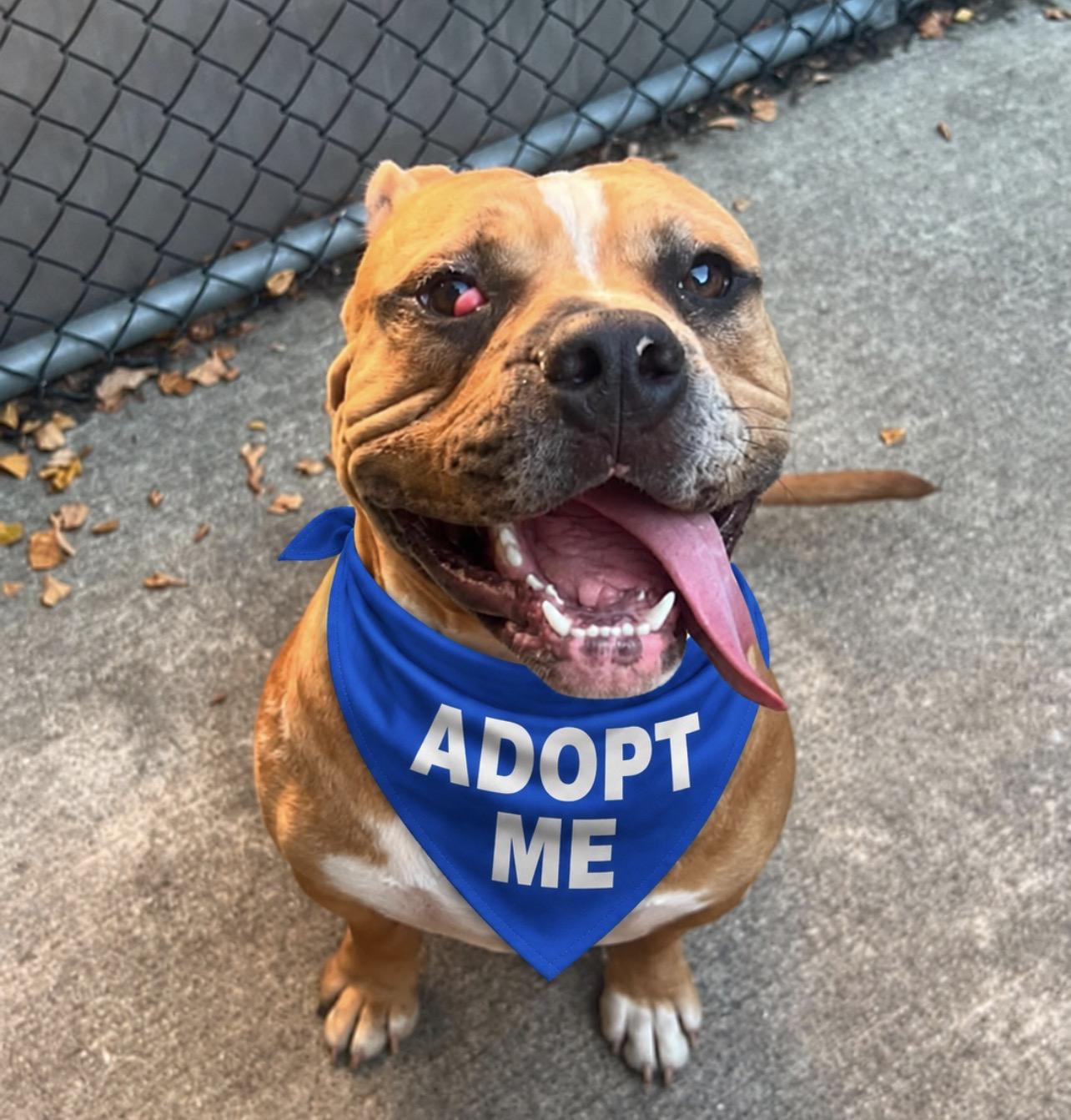 Enlarge Gavin, a Adoptable Pit Bull Terrier in Chicago, IL image 2/5