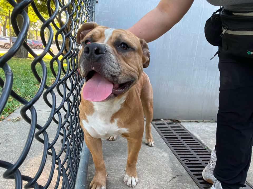 Enlarge Gavin, a Adoptable Pit Bull Terrier in Chicago, IL image 3/5
